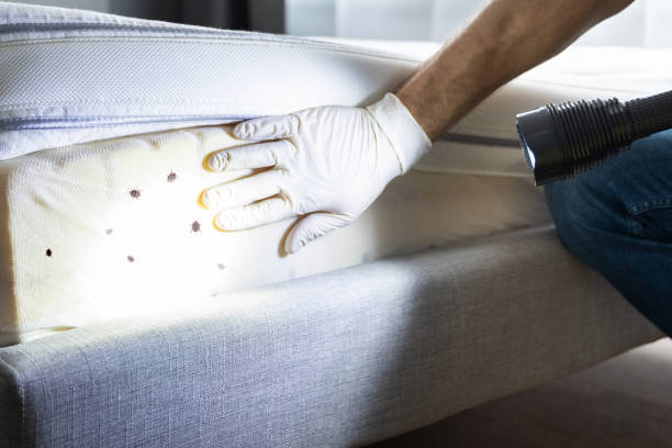 Best Residential Pest Control  in Eidson Road, TX