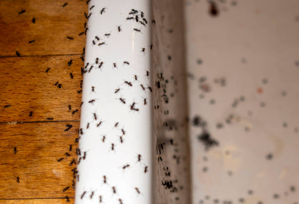 Best Commercial Pest Control Services  in Eidson Road, TX