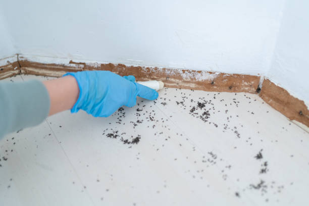 Best Bed Bug Extermination  in Eidson Road, TX