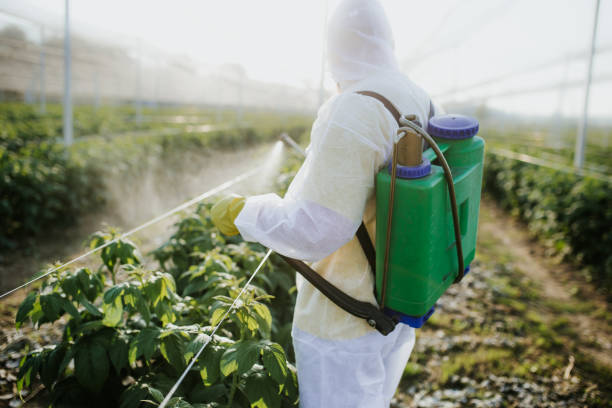 Best Pest Prevention Services  in Eidson Road, TX